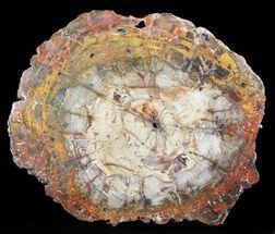 Large, Colorful Petrified Wood Slab - Madagascar #50731