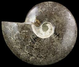 Polished Ammonite Fossil - Suture Pattern Exposed #51868