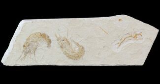 Two Cretaceous Fossil Shrimp & Fish - Lebanon #52781