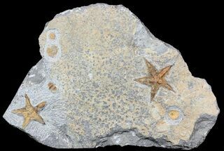Ordovician Starfish & Edrioasteroids Plate #56370