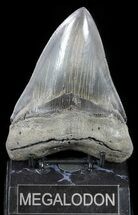 Large, Serrated, Megalodon Tooth - Gorgeous Tooth #56504
