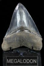 Serrated, Megalodon Tooth - Gorgeous Tooth #56510