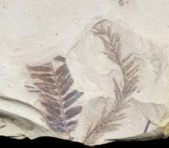 Metasequoia (Dawn Redwood) Fossil - Montana #56856