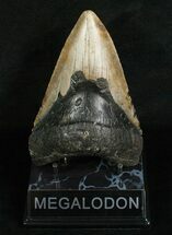 Very Thick / Megalodon Tooth #4988