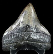 Posterior Megalodon Tooth - Georgia #59233