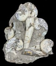 Hoploscaphites Ammonite Cluster with Baculites - South Dakota #60247