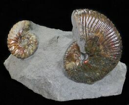 Hoploscaphities Ammonite Double - South Dakota #60236