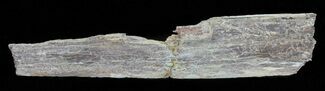 Pterosaurs Partial Phalanx (Wing Bone)- Kansas #61452