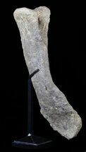 Tall Apatosaurus Chevron With Metal Stand - Colorado #62725