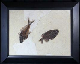 Framed Phareodus & Diplomystus Fossil Fish - Wyoming #62792