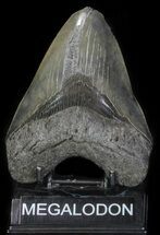 Serrated, Megalodon Tooth - Feeding Damaged Tip #63933