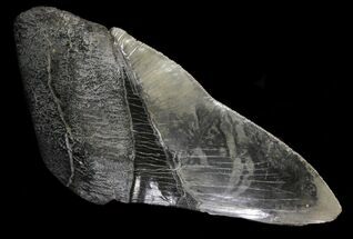Partial, Serrated Megalodon Tooth - Massive Tooth! #64534