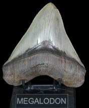 Very Wide, Fossil Megalodon Tooth - Great Serrations #66183