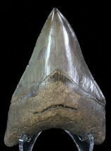 Coffee-Colored, Megalodon Tooth - Sharp Serrations & Tip #66195