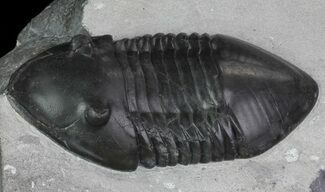 Very Inflated, Isotelus - Walcott-Rust Quarry, NY #68363