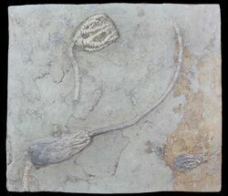Three Species of D Crinoids On One Plate - Crawfordsville, Indiana #68592