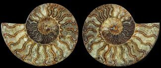 Beautiful, Cut & Polished Ammonite Fossil - Agatized #69032