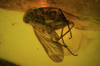 Large Fossil Fly (Diptera) In Baltic Amber #69226