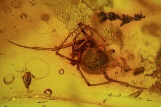 Detailed Fossil Spider, Two Springtails And A Mite In Baltic Amber #69332