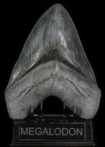 Serrated, Megalodon Tooth - Monster Meg Tooth! #70774