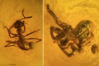 Fossil Ant (Formicidae) & Spider (Aranea) In Baltic Amber #72241
