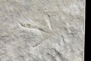 Two Eocene Age Fossil Bird Tracks - Utah #72569