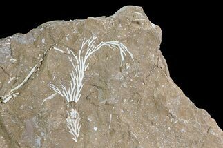 Ordovician Bryozoan (Pseudohornera) Plate - Estonia #73503