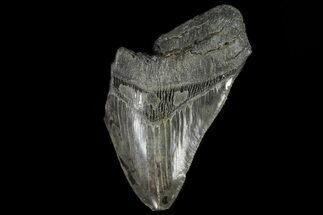Partial, Megalodon Tooth - Georgia #80027