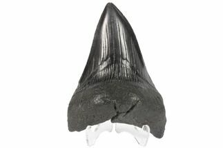 Robust, Fossil Megalodon Tooth - South Carolina #86056
