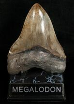 Well Serrated Megalodon Tooth #6311