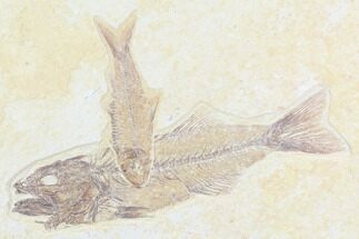 Mioplosus and Knightia Fossil Fish - Tiny Teeth! #86528