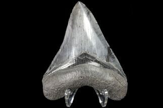 Serrated, Fossil Megalodon Tooth - Bluish Enamel #87094