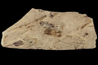 Fossil Fish (Gosiutichthys) With Plant Fossils - Wyoming #87809