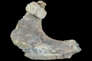 Partial Hadrosaur Rib With Crocodile Coprolite - Texas #88721