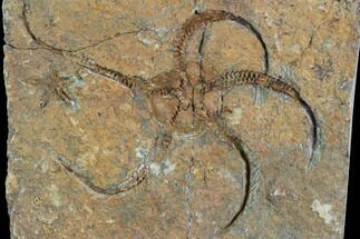Detailed Ordovician Starfishs (Two Species) - Morocco #89223