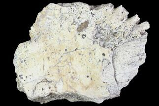 Partial Fossil Phytosaur Scute - Arizona #89959