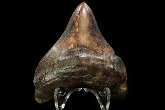 Posterior, Fossil Megalodon Tooth - Georgia #90054