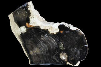 Polished Stromatolite (Collumnacollenia) - Russia #91809
