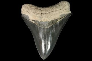 Serrated, Fossil Megalodon Tooth - Nice Color #92478