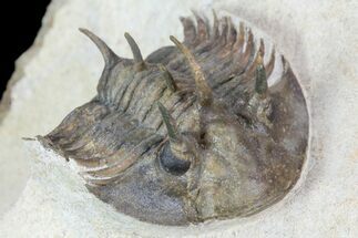 Undescribed Trilobite (aff Bojoscutellum) - Rare! #96824