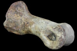 Tyrannosaur Toe Bone - Alberta (Disposition #-) #97055