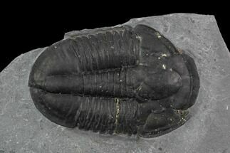 Asaphiscus Wheeleri Trilobite - Utah #97177