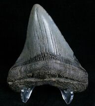 Megalodon Tooth #6988