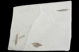 Four Fossil Leaves - Green River Formation, Utah #99734
