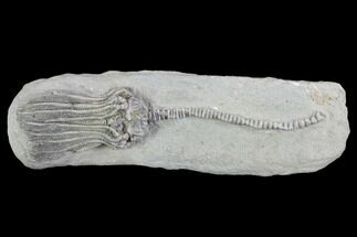 Gorgeous, Crinoid (Platycrinites) Fossil- Crawfordsville, Indiana #99937
