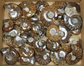 Lot: - Whole Polished Ammonites (Grade A) - Pieces #101354