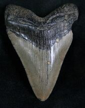 Megalodon Tooth - Peace River, Florida #7313