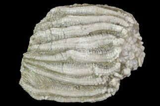 Fossil Crinoid (Batocrinus) Crown - Huntsville, Alabama #102976