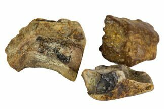 Triceratops Tooth Fragments - Montana #103678