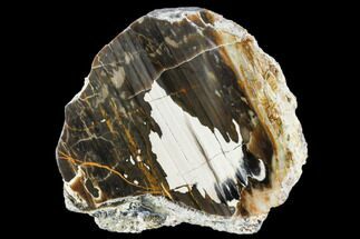 Petrified Wood (Araucioxylon) - Circle Cliffs, Utah #104649